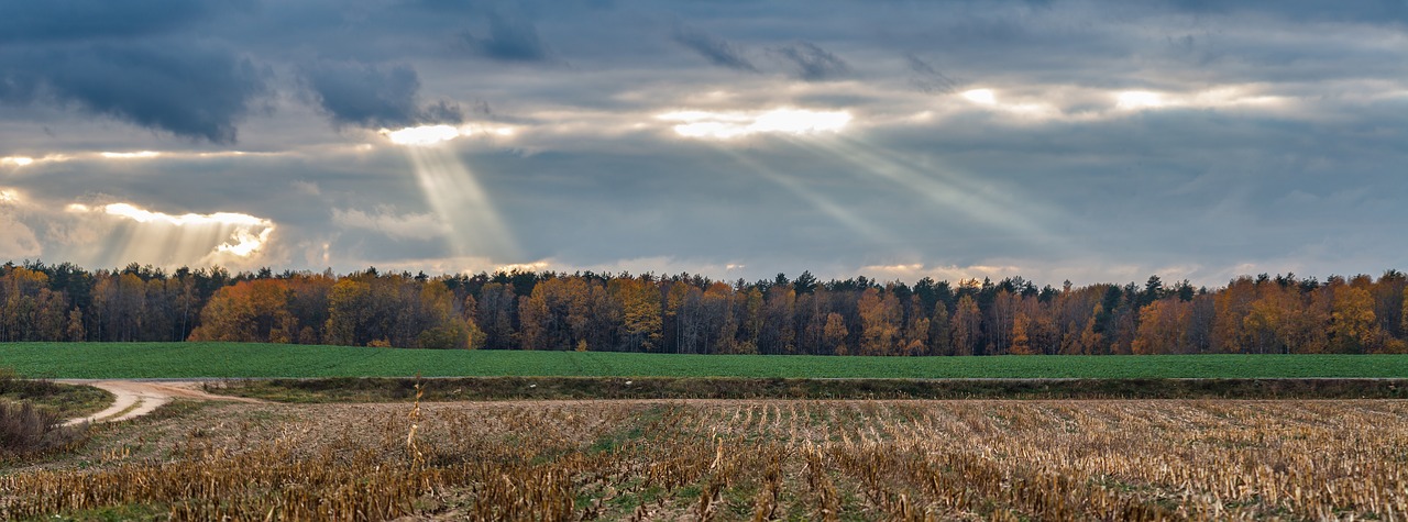 sky  field  landscape free photo