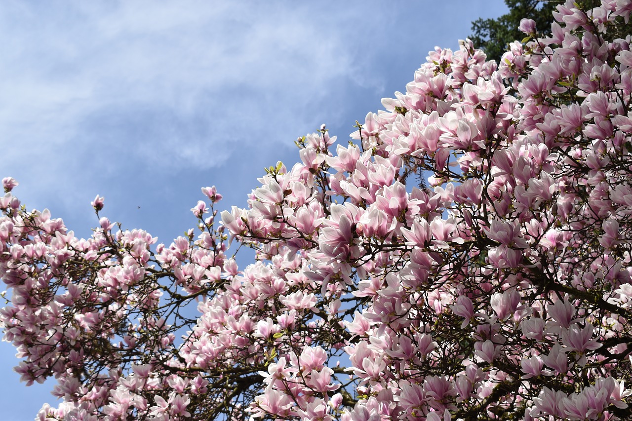 sky  flowers  tree free photo