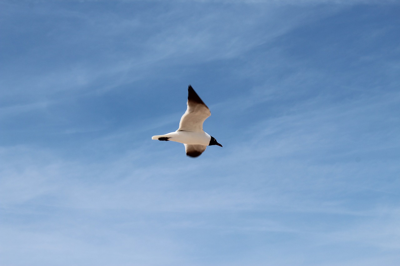 sky  flight  bird free photo