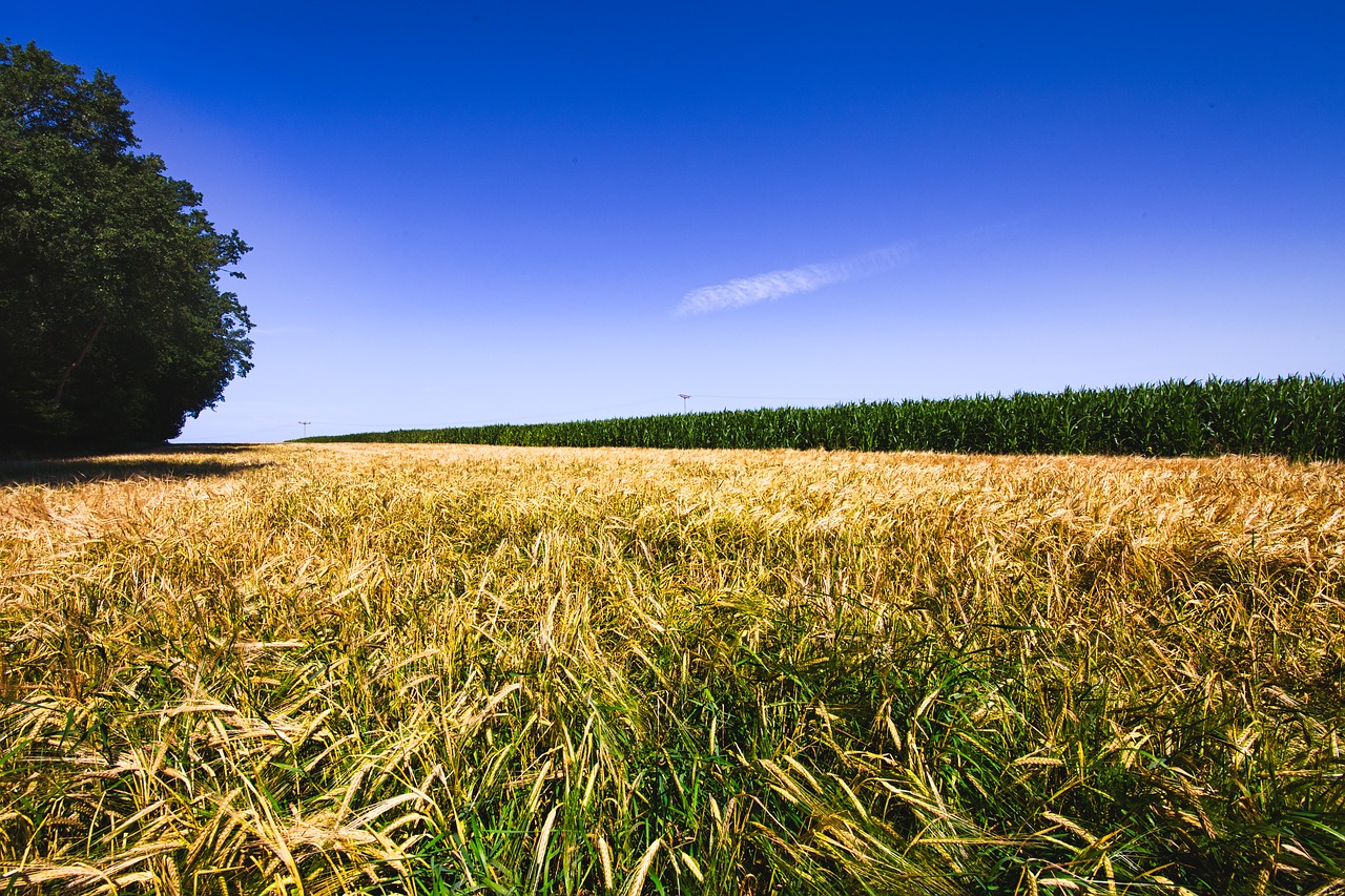 sky  cereals  landscape free photo