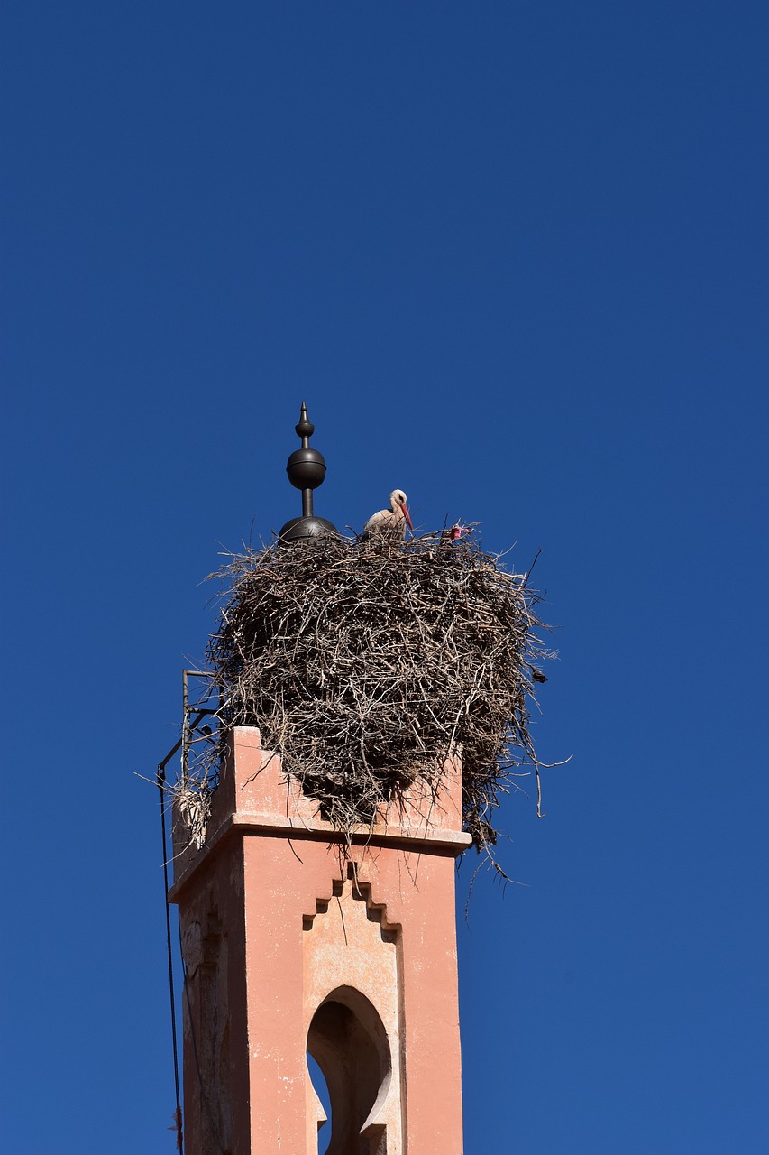 sky  stork  nest free photo