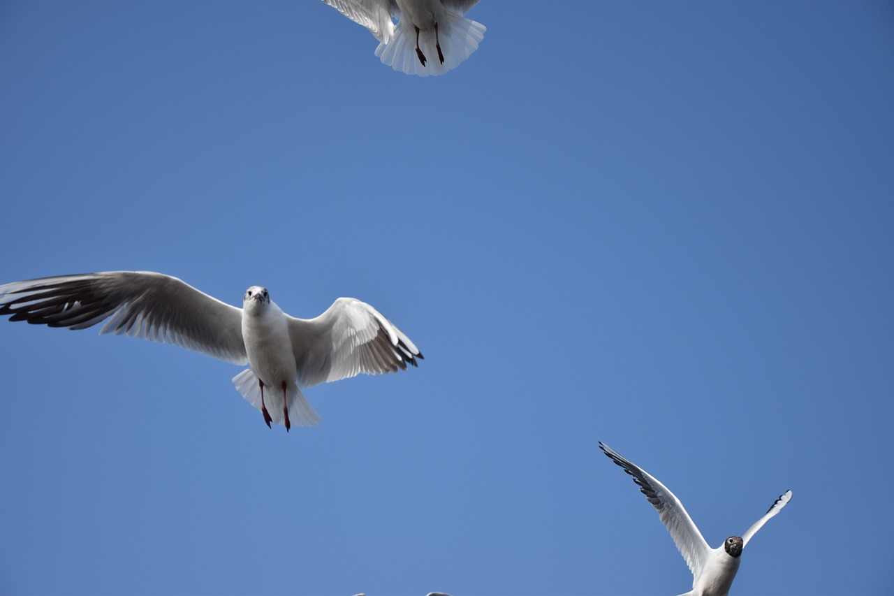sky  bird  seagull free photo