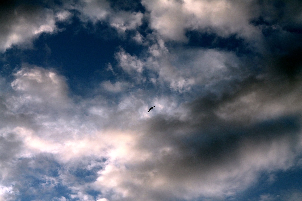 sky  clouds  a bird in the sky free photo