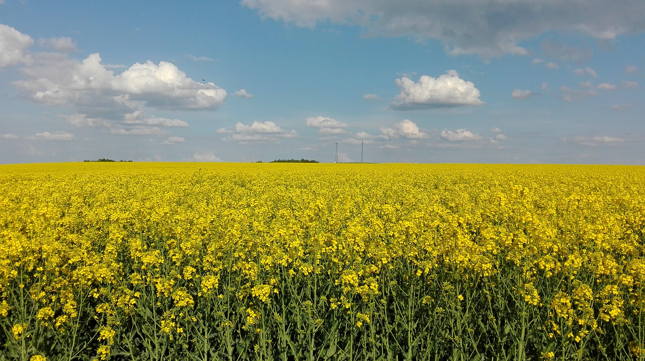 sky  rapeseed  landscape free photo