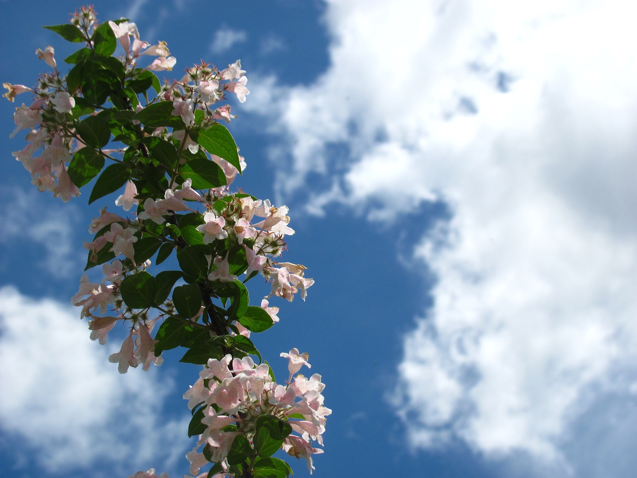 sky flower cloud free photo