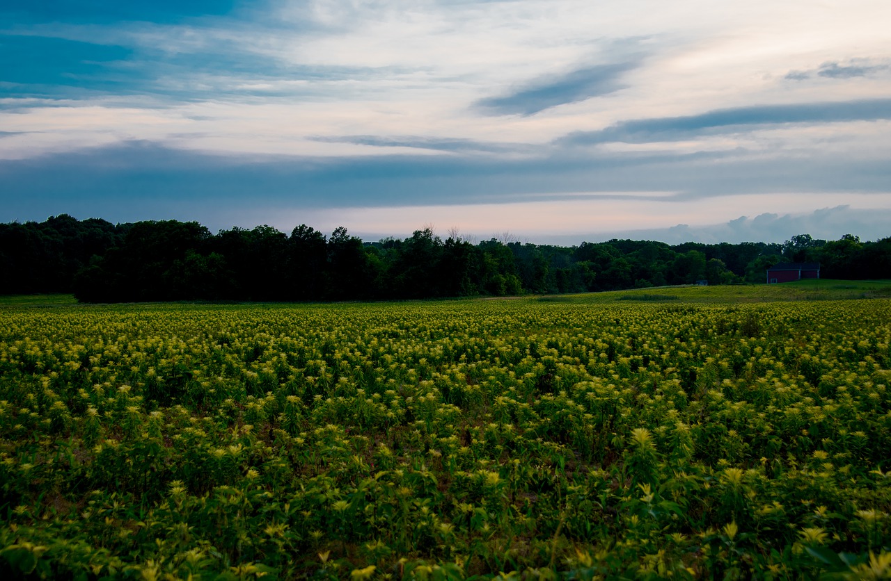 sky  field  farm free photo