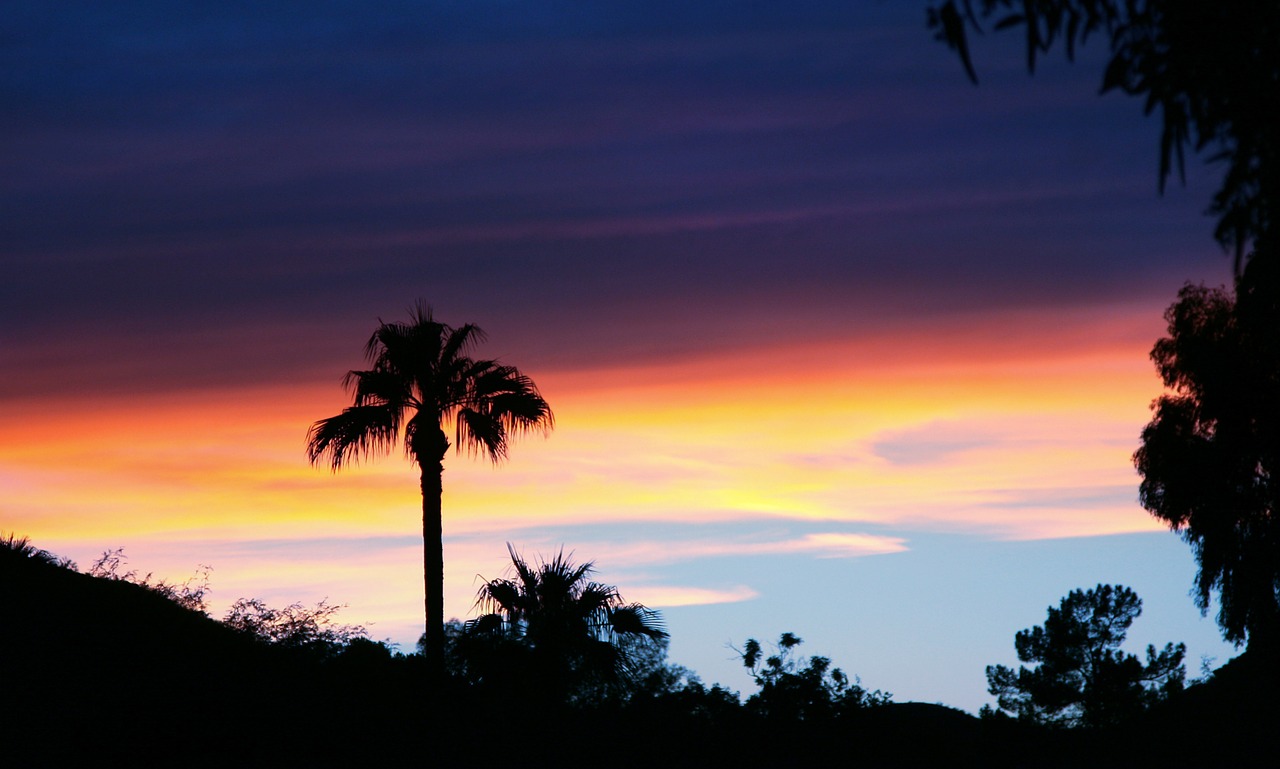 sky sunset palm free photo