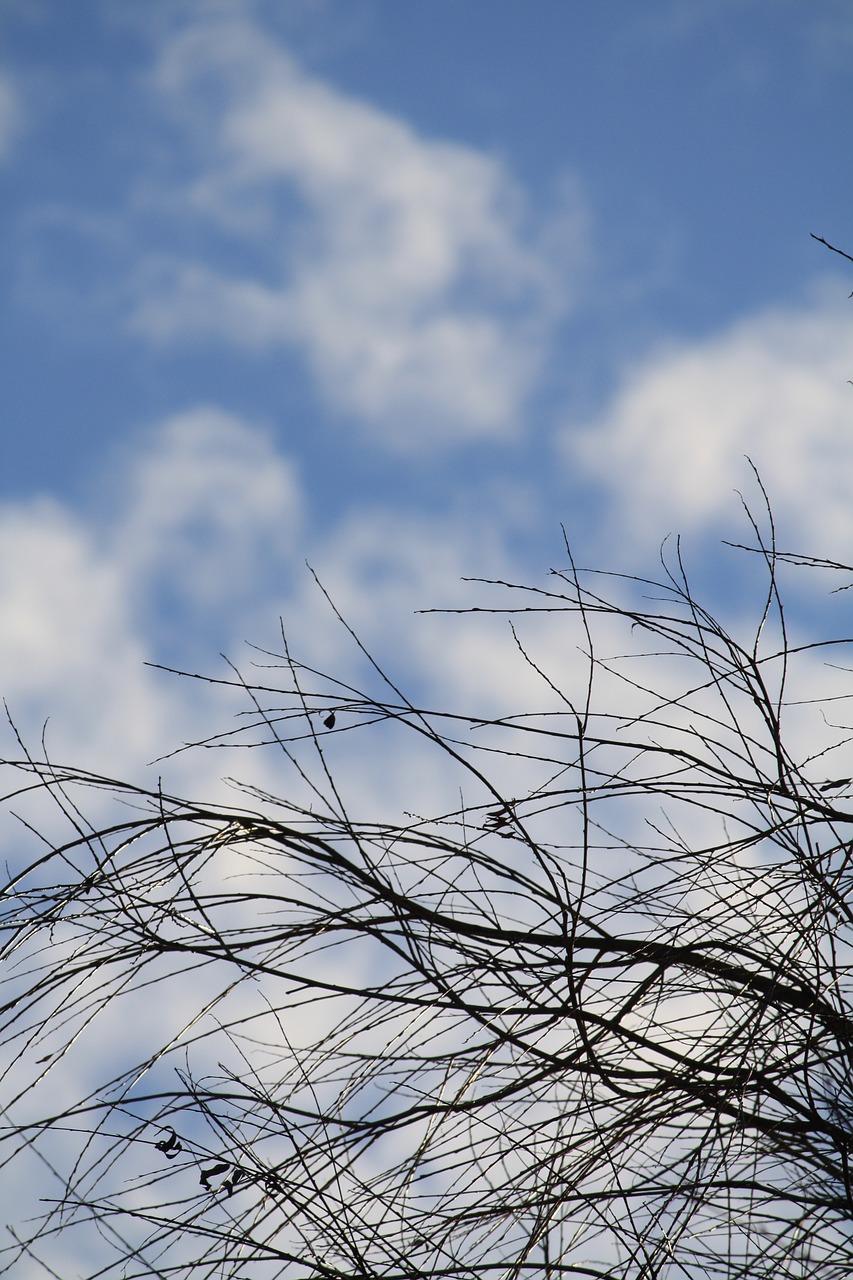 sky branches clouds free photo