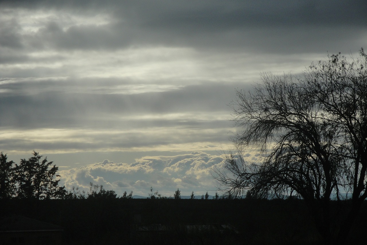 sky grey tree free photo