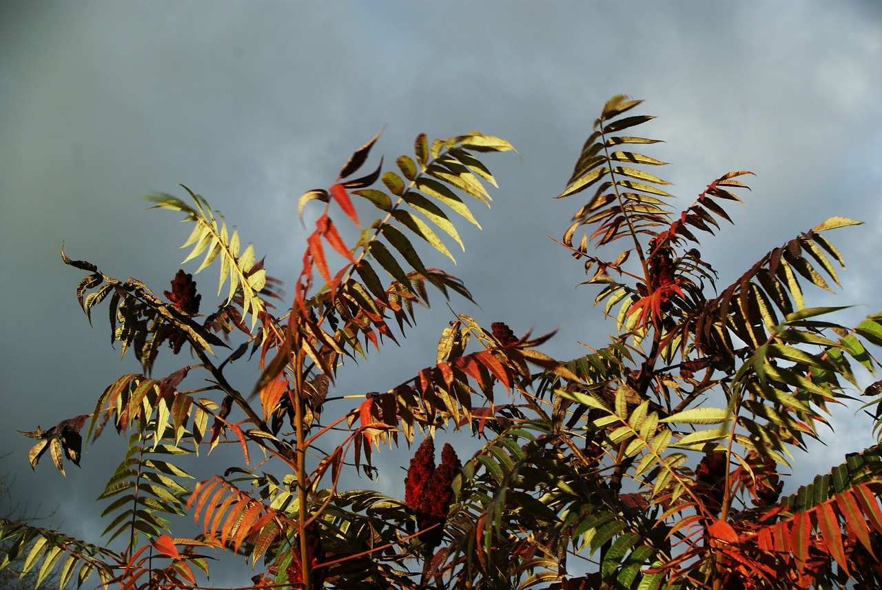 sky leaves red free photo