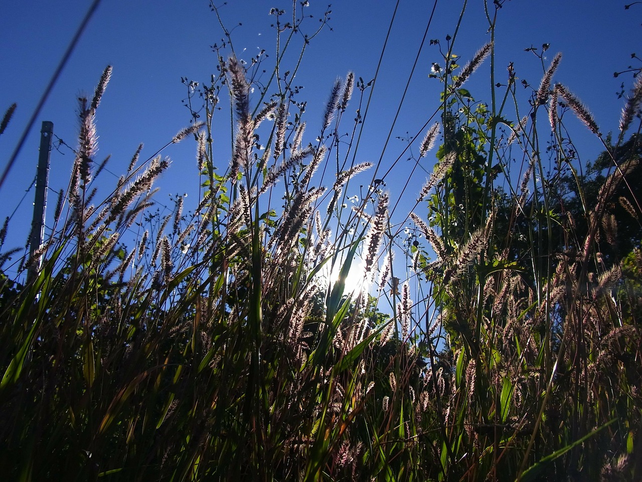 sky cornfield field free photo