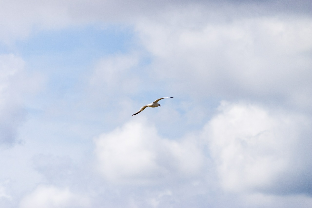 sky clouds bird free photo