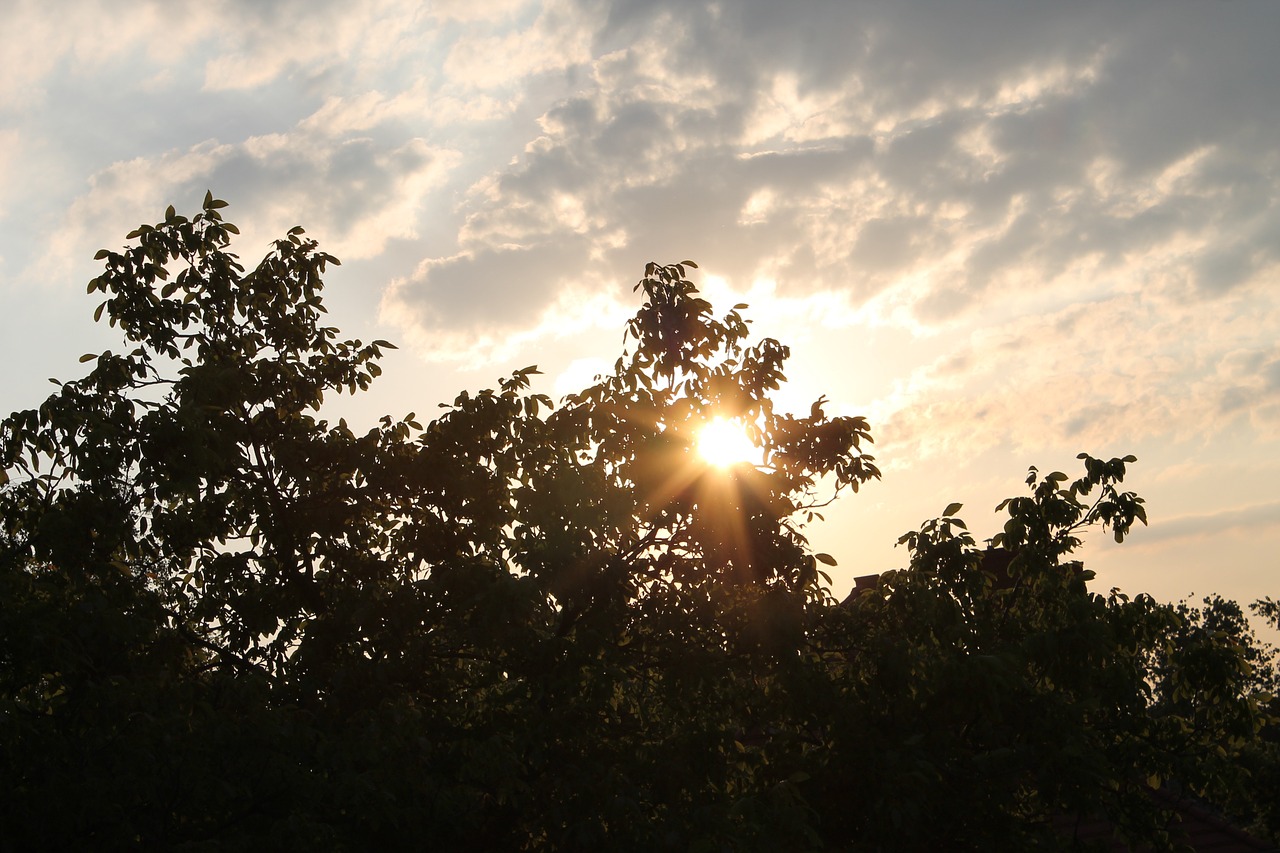 sky sun tree free photo