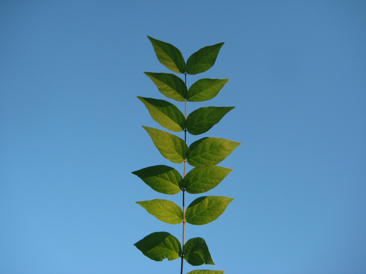 sky leaves tree free photo