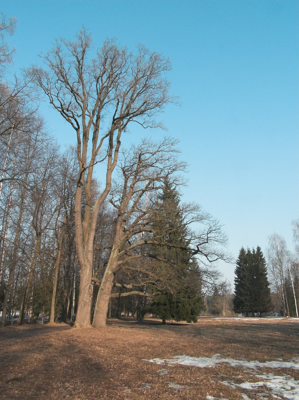 sky park trees free photo