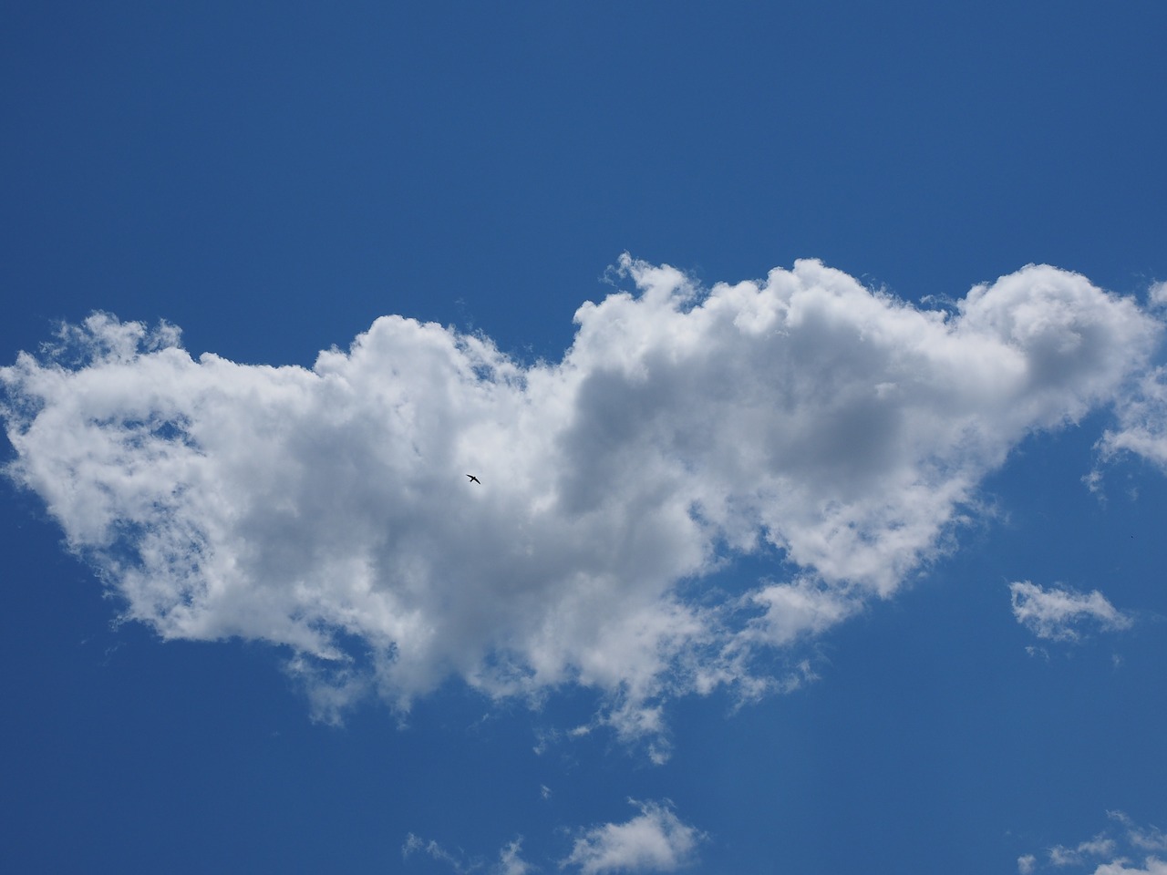 sky cloud bird free photo