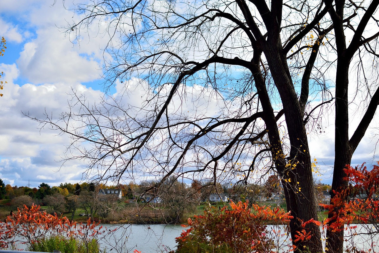 sky nature tree free photo