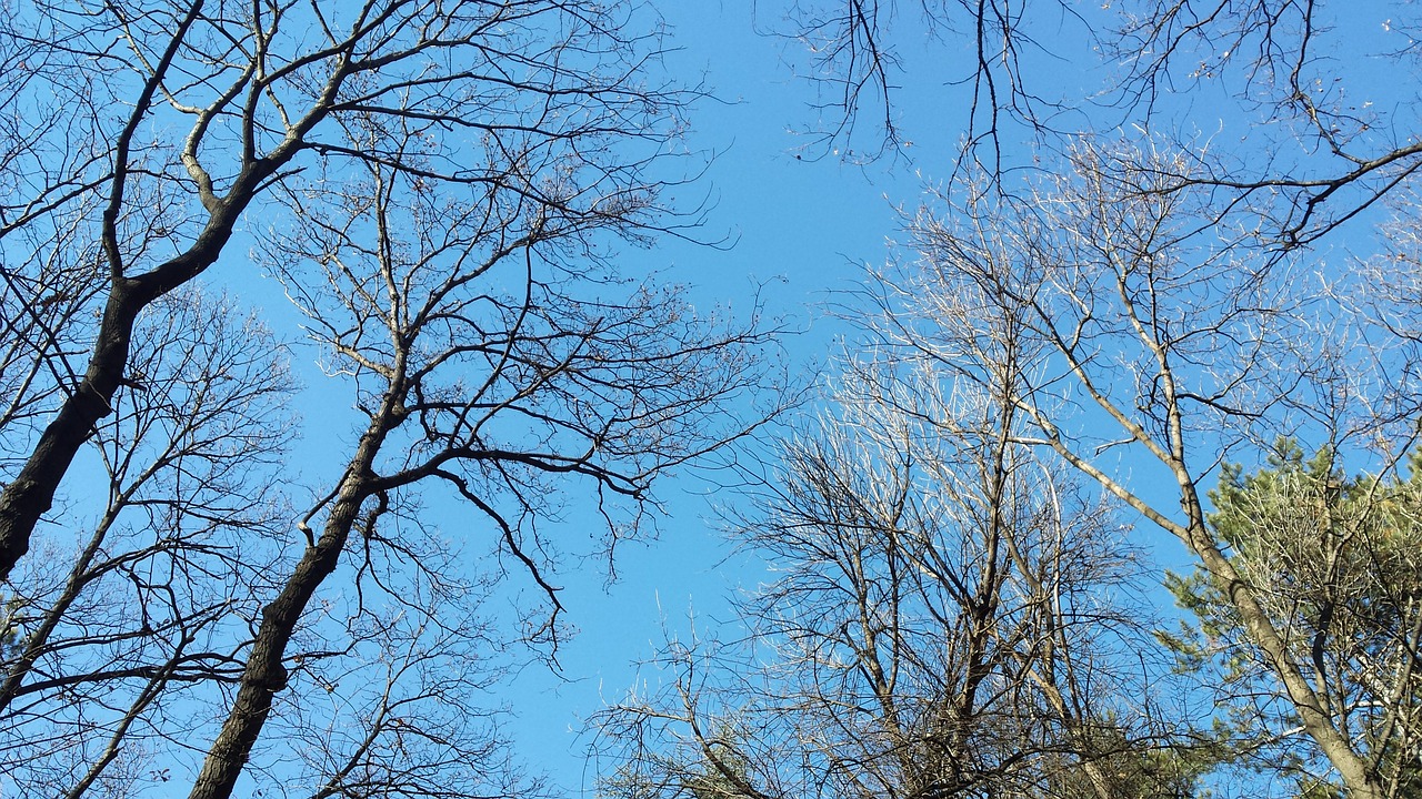 sky trees nature free photo