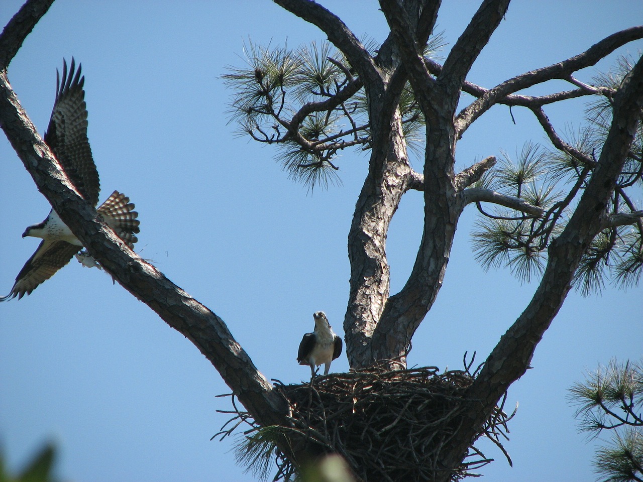 sky bird osprey free photo