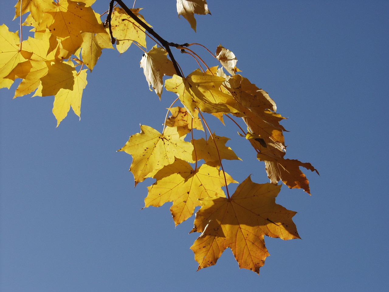 sky sun maple branch free photo