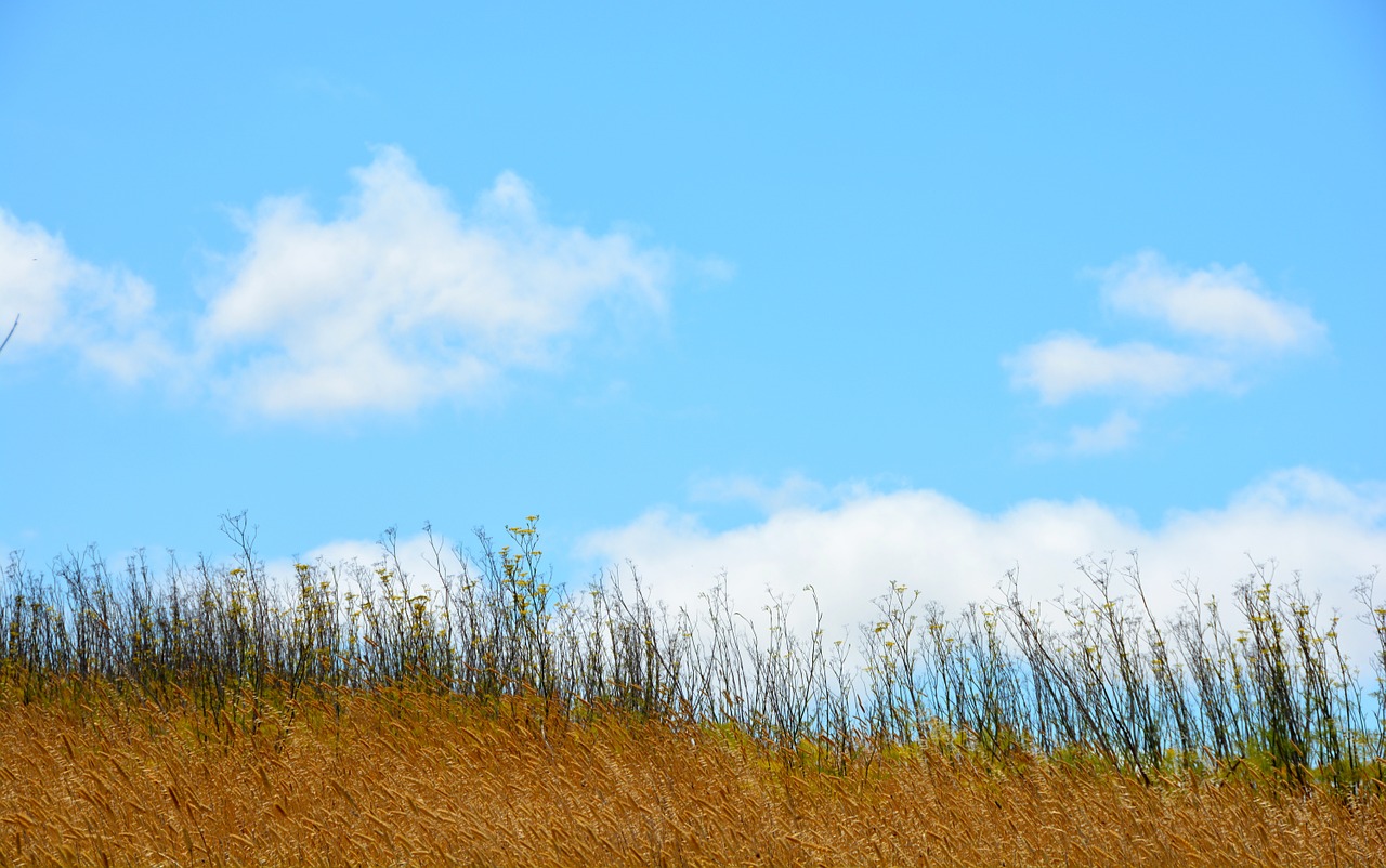 sky clouds san francisco bay free photo