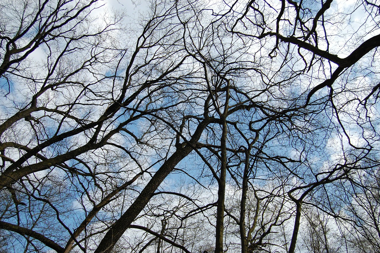 sky tree forest free photo