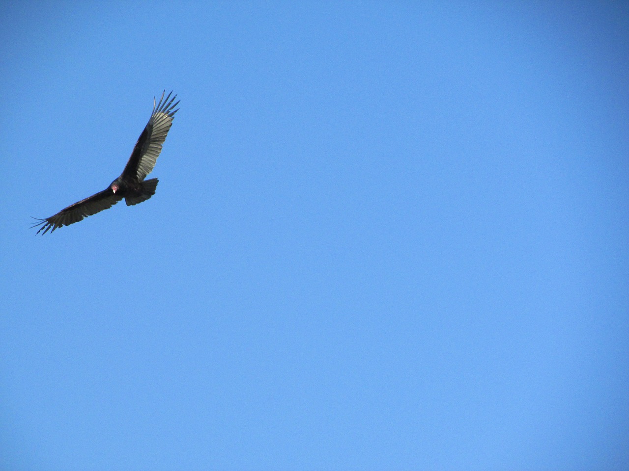 sky buzzard bird free photo