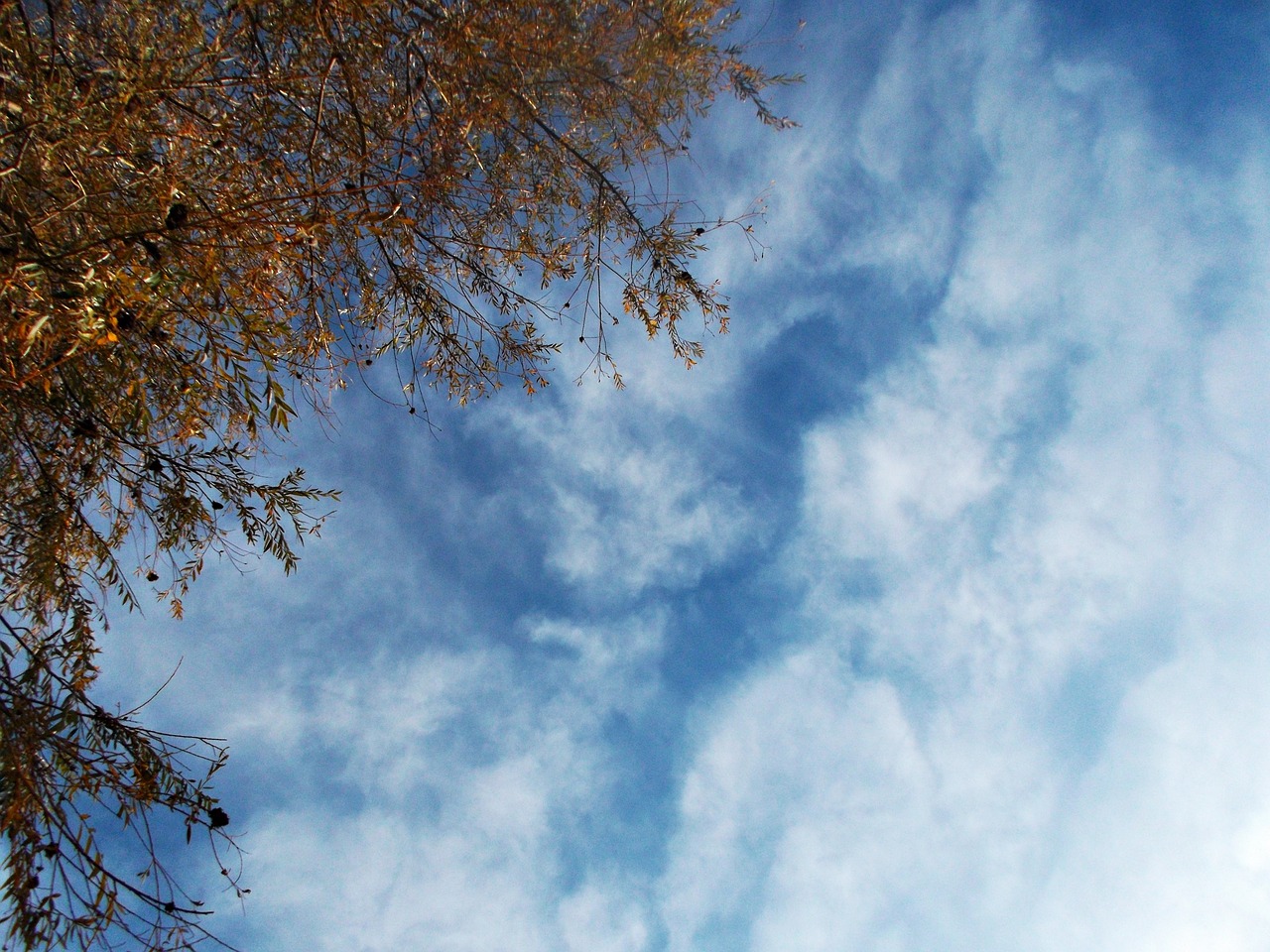 sky landscape plants free photo