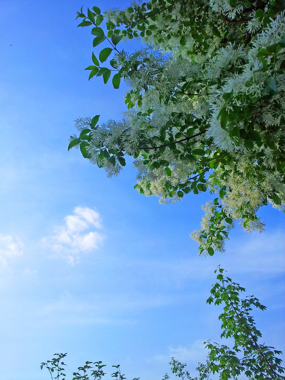 sky flowers white flower free photo