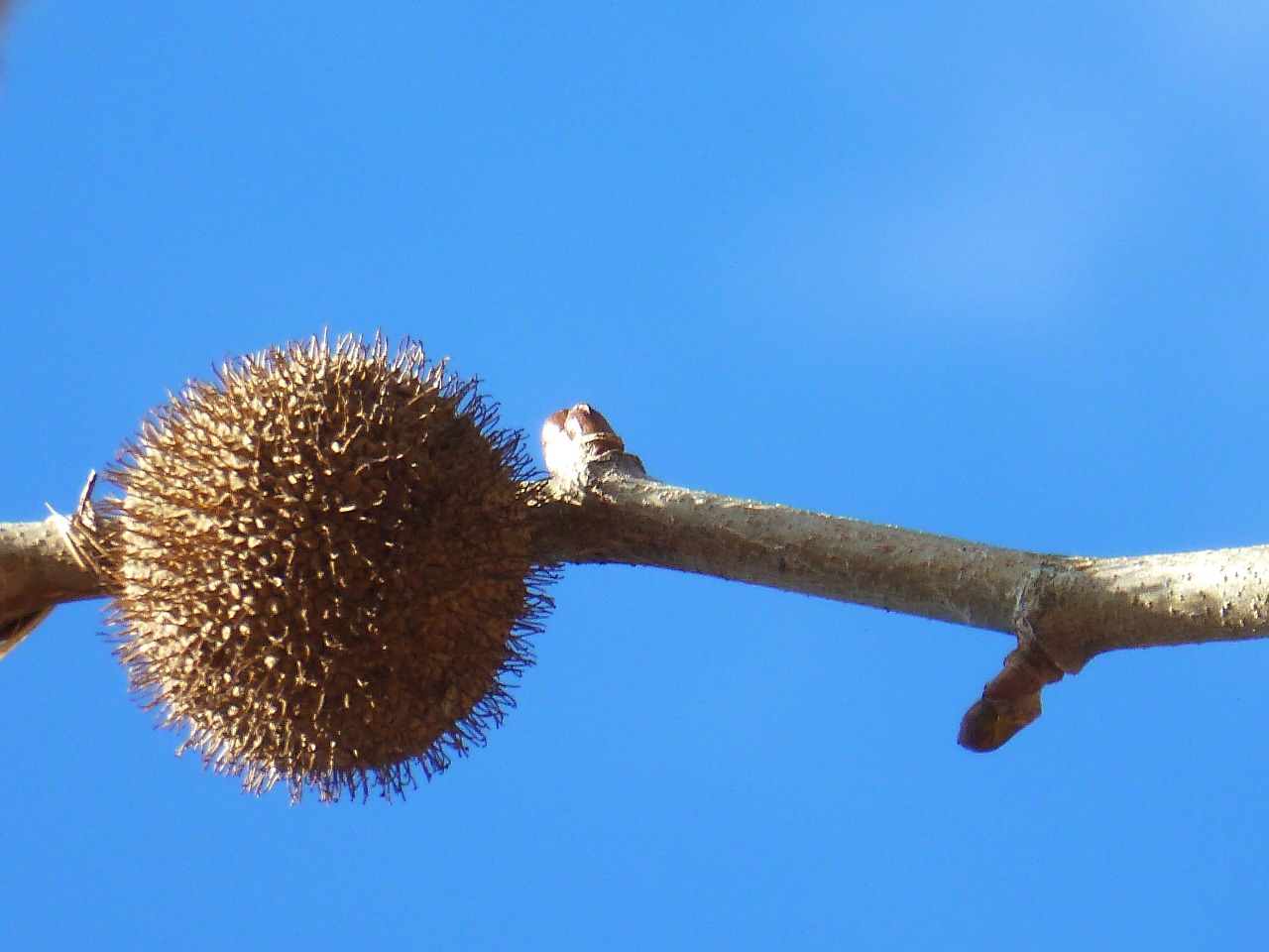 sky blue blue sky free photo