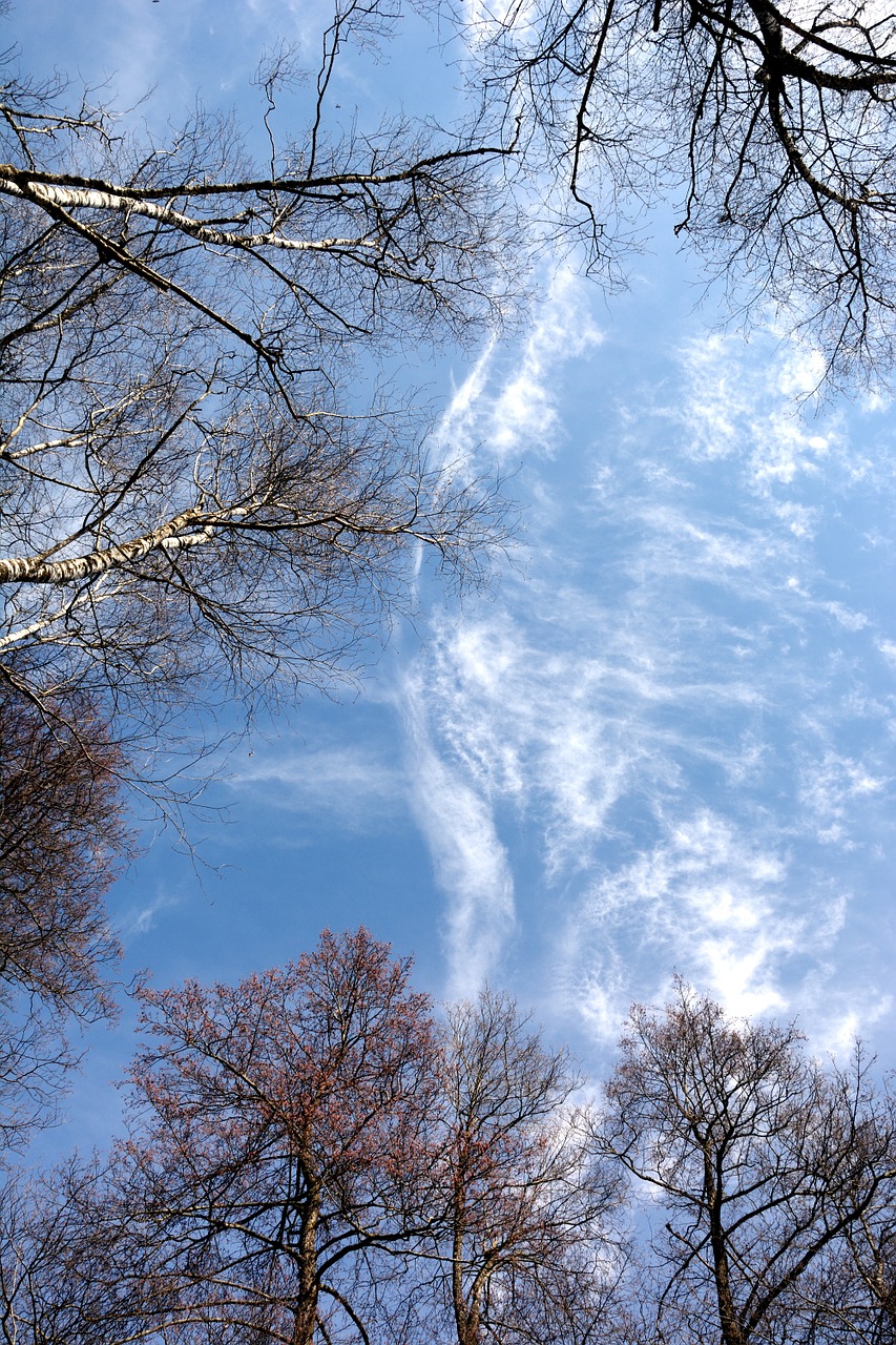 sky blue canopy free photo