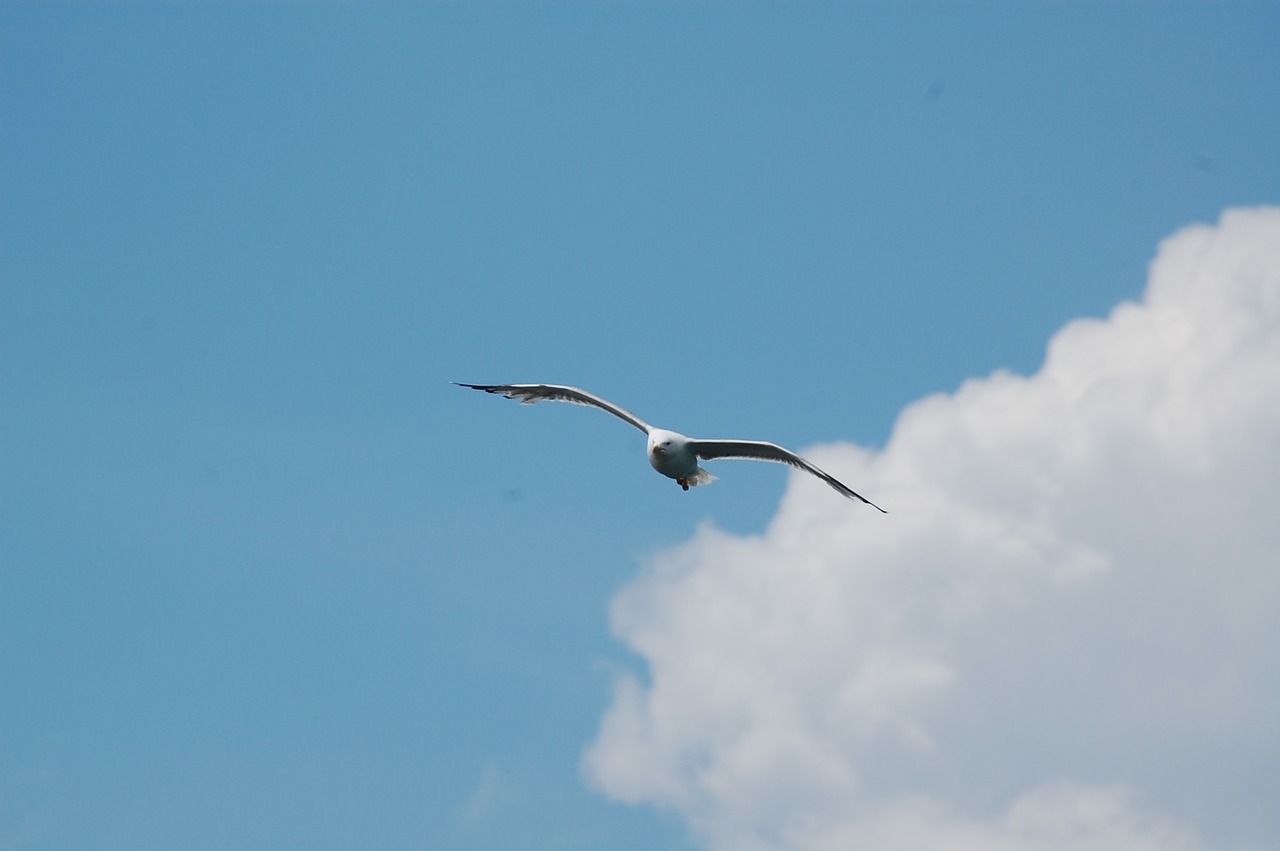 sky seagull clouds free photo