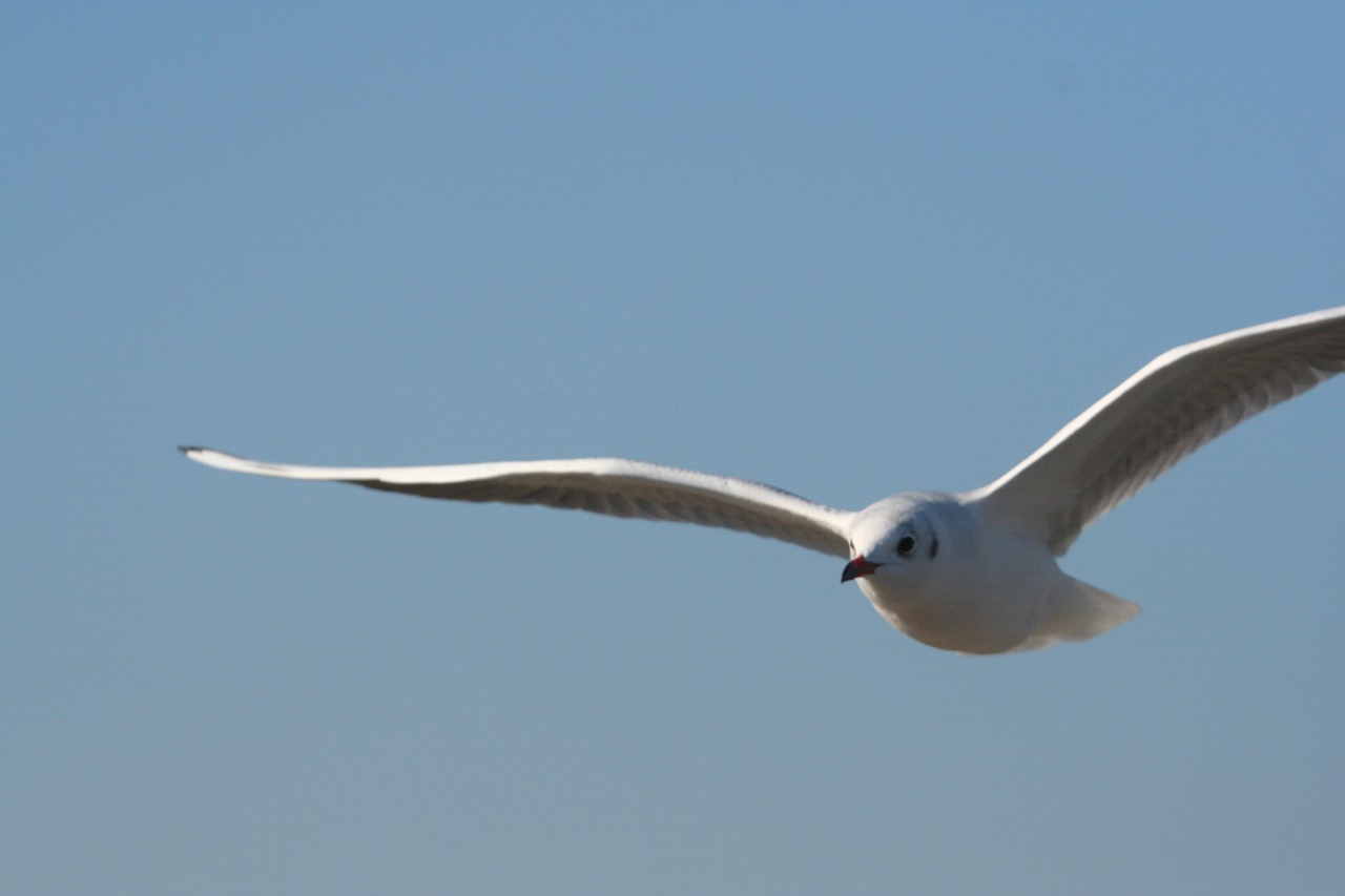 sky gull bird free photo