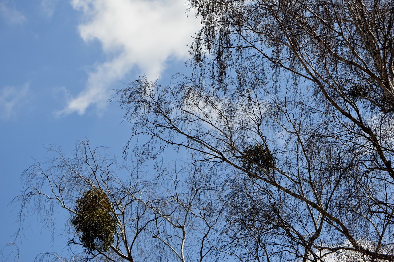 sky clouds tree free photo