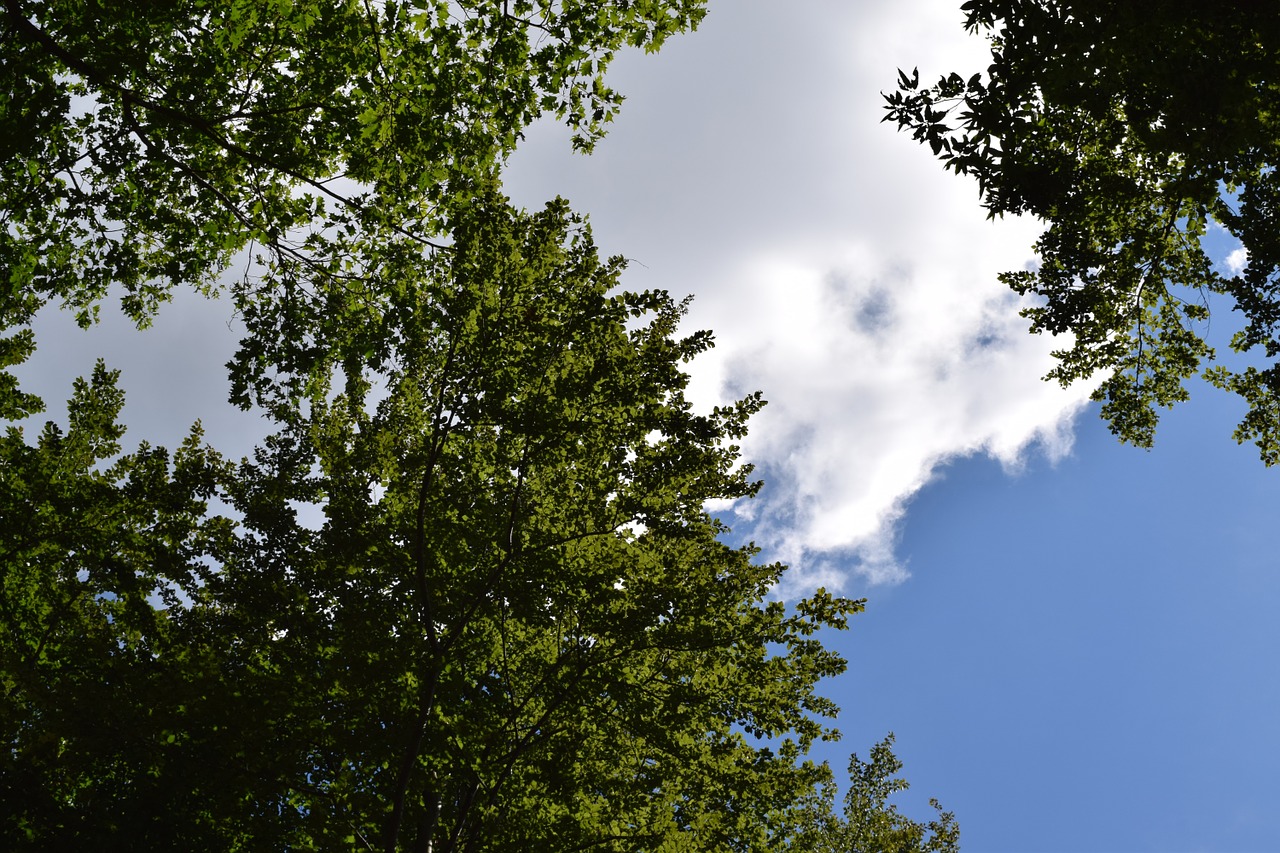 sky forest clouds free photo