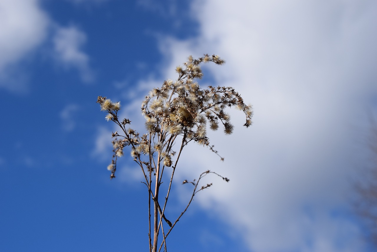 sky sprig drought free photo