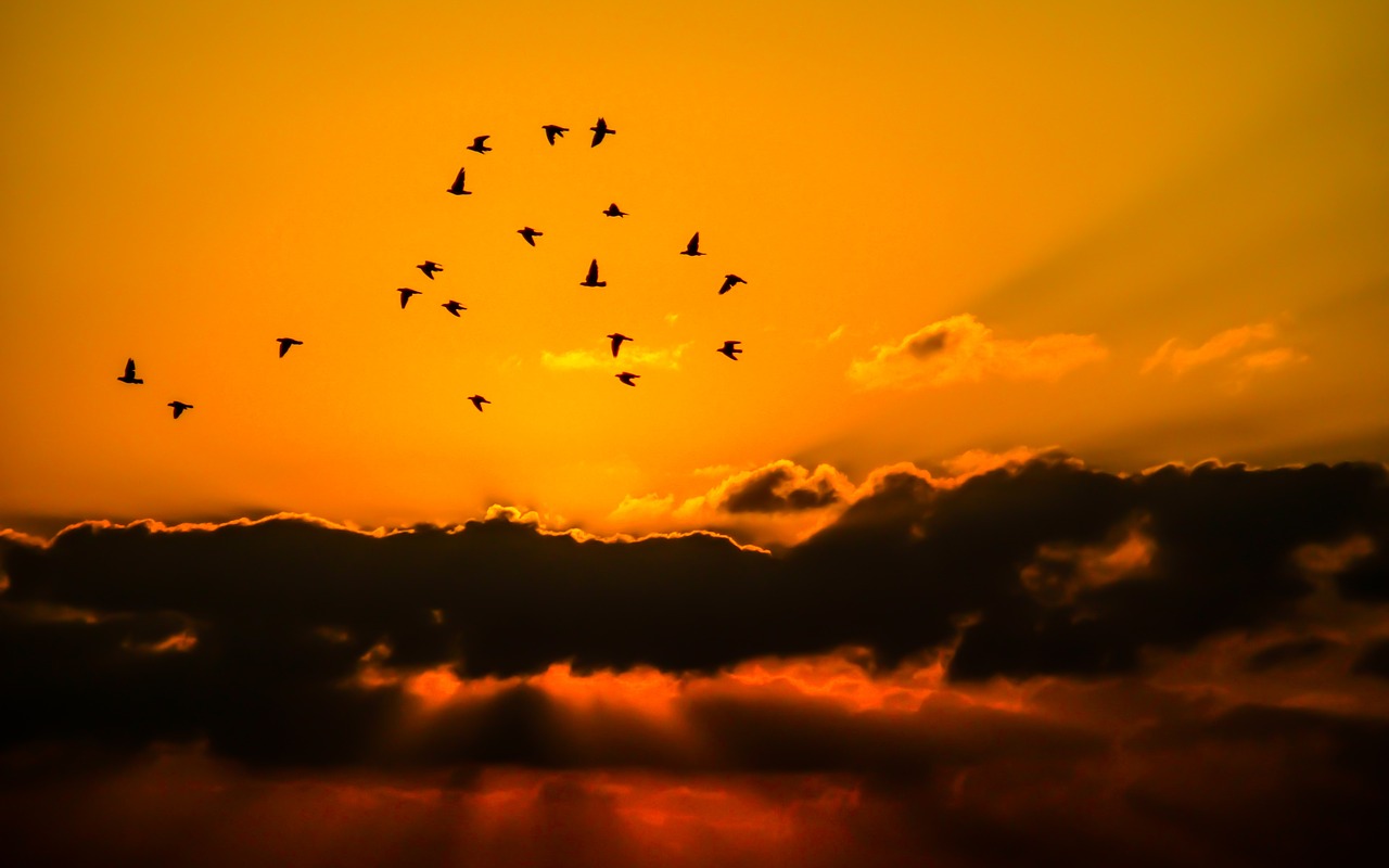 sky birds cloud free photo