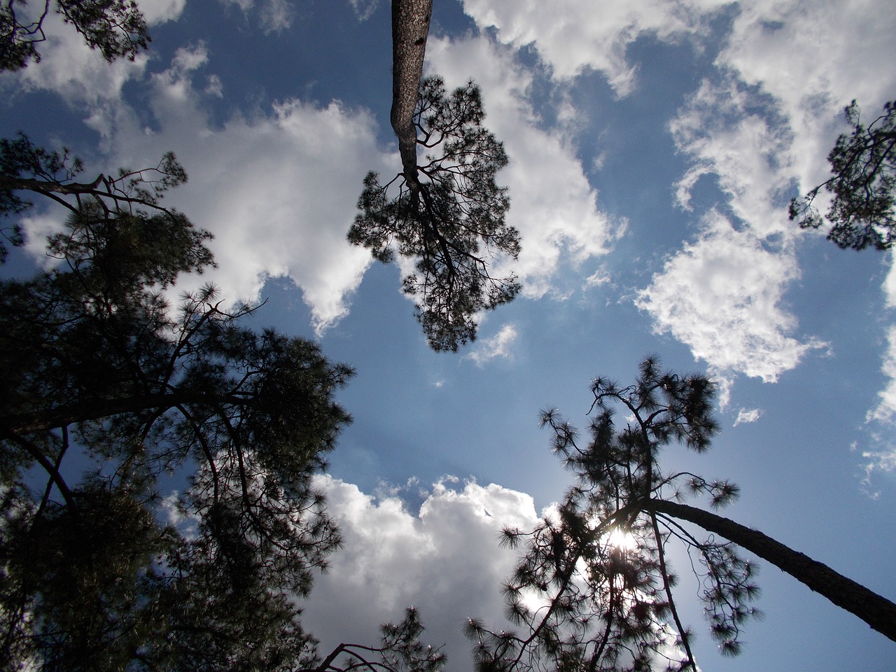 sky pine trees trees free photo