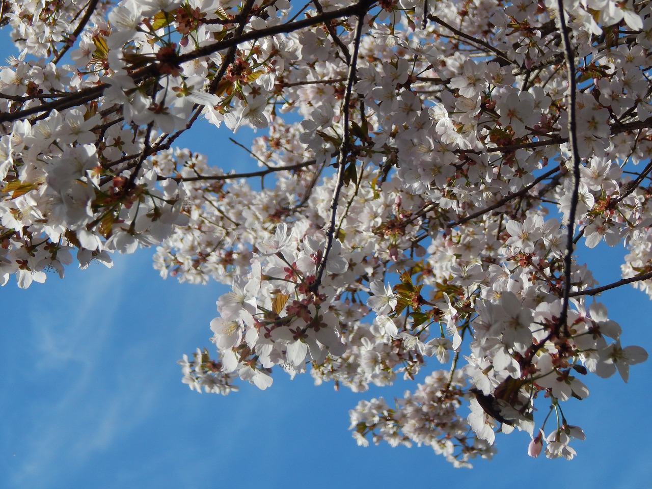 sky tree spring free photo