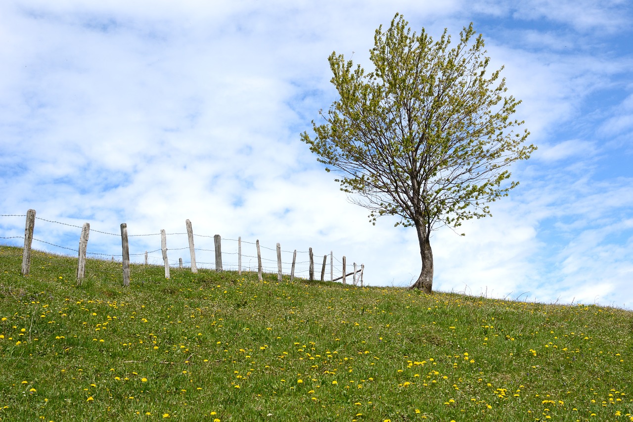 sky meadow pasture free photo