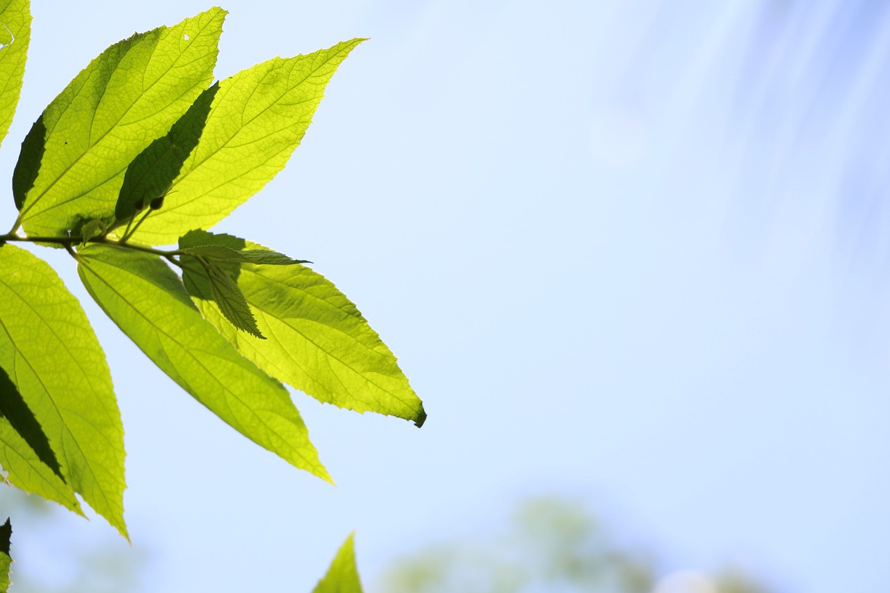 sky green nature free photo