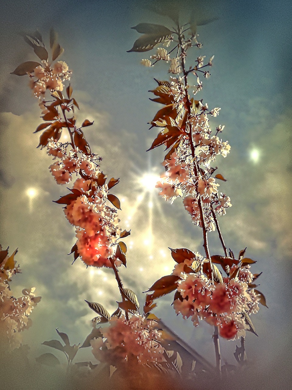 sky wind flower tree free photo