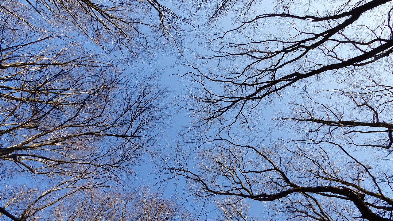 sky trees branch free photo