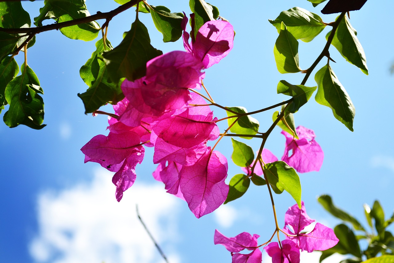 sky flower blue free photo