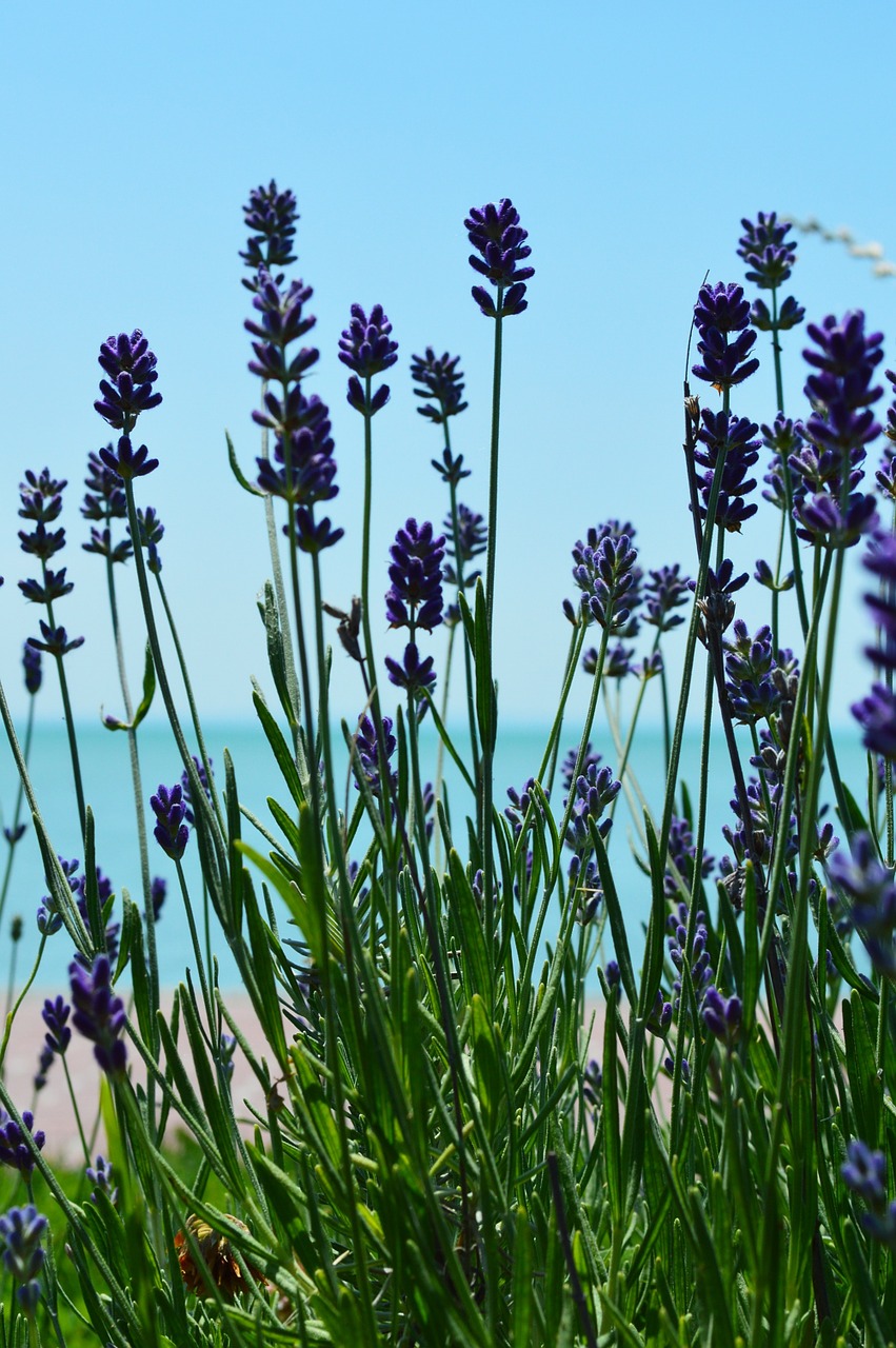 sky lake balaton blue free photo