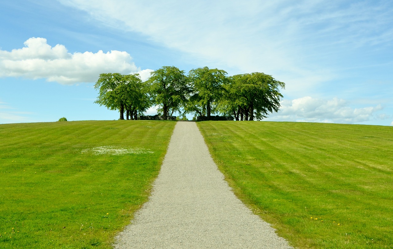 sky tree natur free photo