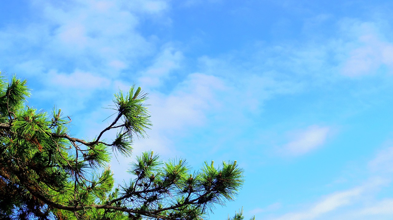 sky pine gyeongpodae free photo