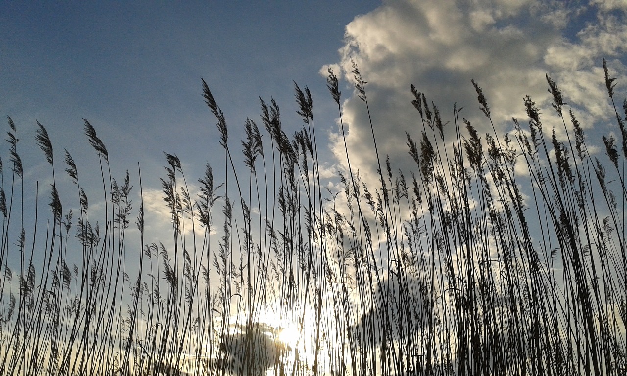 sky cloud reed free photo