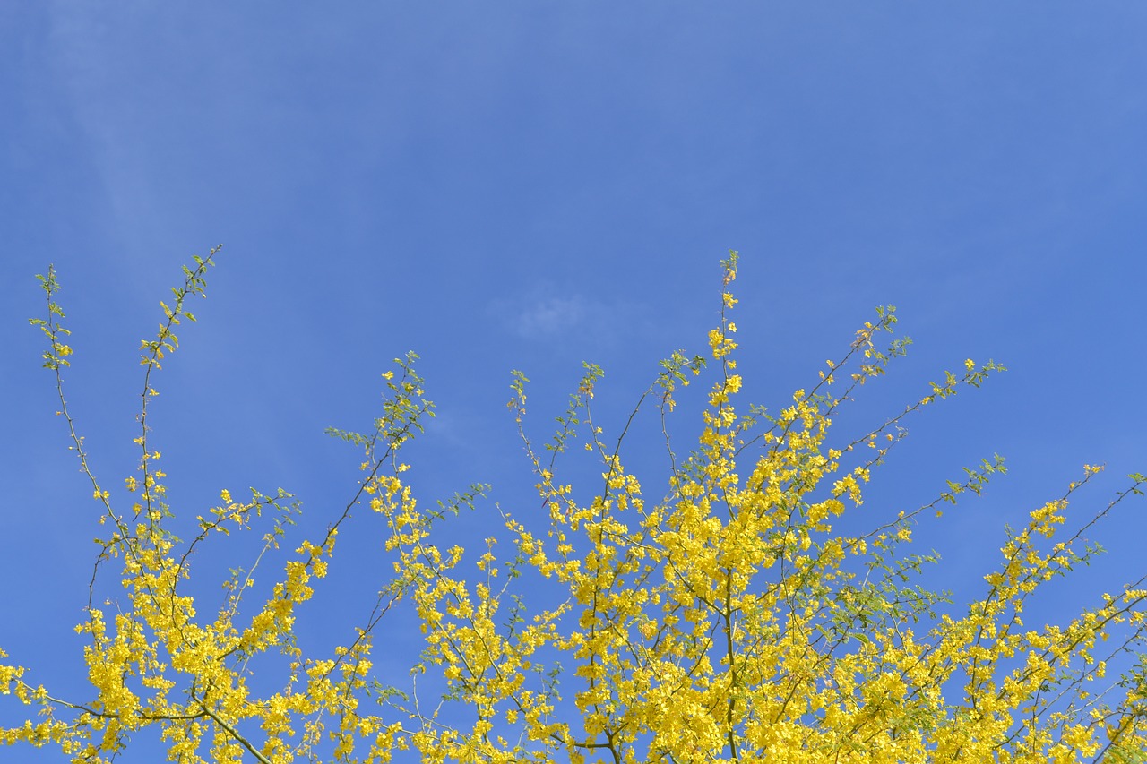 sky yellow tree free photo