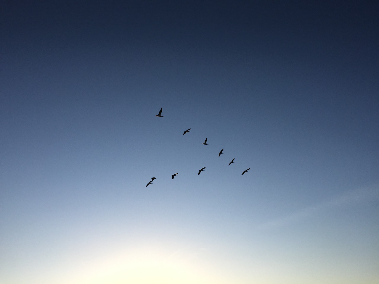 sky birds formation free photo